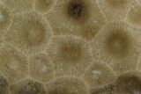 2.4" Polished "Petoskey Stone" (Fossil Coral) - Michigan - #131052-1